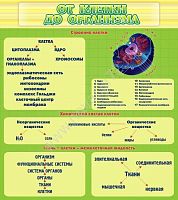 Стенд От клетки до организма, 0,8х0,9 м
