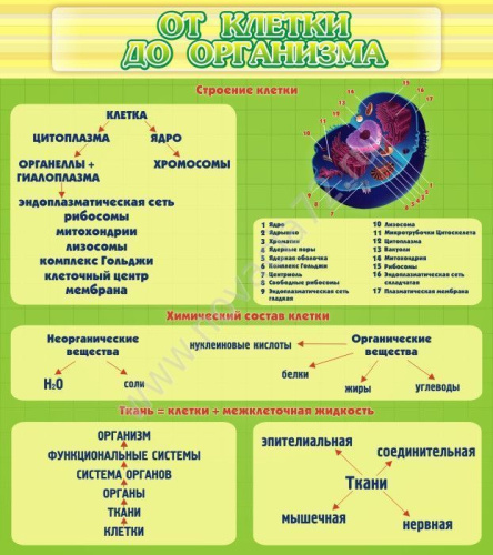 Стенд От клетки до организма, 0,8х0,9 м Стенд От клетки до организма, 0,8х0,9 м