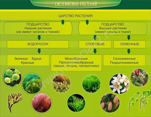 Стенд Систематика растений 0,9х0,7 м Стенд Систематика растений 0,9х0,7 м
