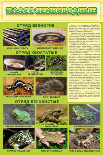 Стенд Класс земноводные Стенд Класс земноводные