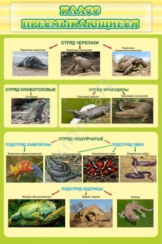 Стенд Класс пресмыкающиеся, 600х900 мм Стенд Класс пресмыкающиеся, 600х900 мм