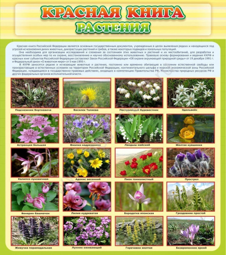 Стенд Красная книга Растения, 0,8х0,9 м Стенд Красная книга Растения, 0,8х0,9 м